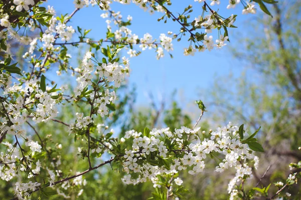 Fioritura bianca di primavera contro cielo azzurro in un giardino Fotografia Stock