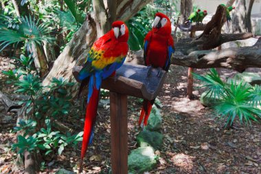 Renkli bir kaç Xcaret Park'taki Meksika Amerika papağanı papağan