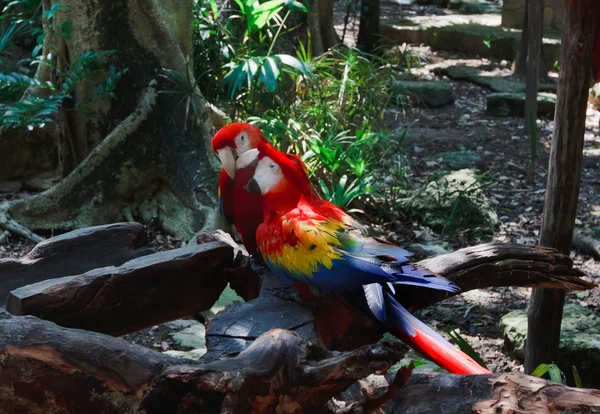 A pár színes papagájok ara a Xcaret park, Mexikó — Stock Fotó