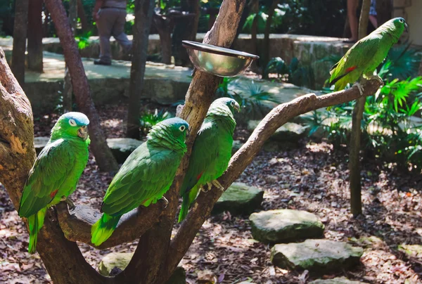 As araras papagaios verdes em Xcaret Park México — Fotografia de Stock