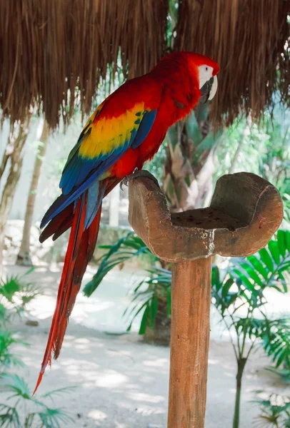 Los coloridos guacamayos del loro en el parque Xcaret México —  Fotos de Stock