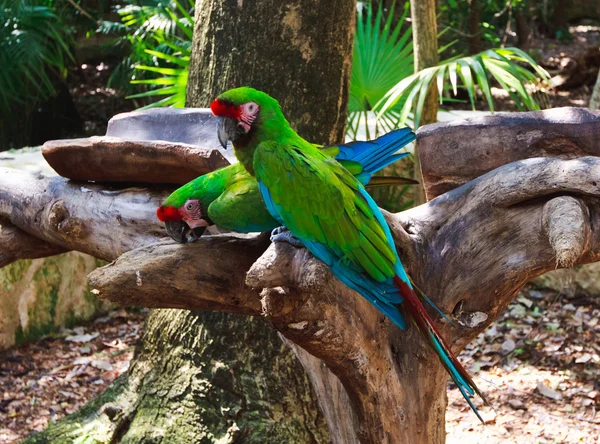 La pareja de loros verdes guacamayos en Xcaret park México —  Fotos de Stock