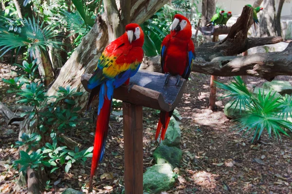 The couple of colorful parrots macaws in Xcaret park Mexico — Stock Photo, Image