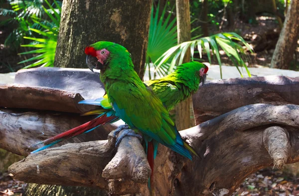 La coppia di pappagalli verdi macaws nel parco Xcaret Messico Immagine Stock