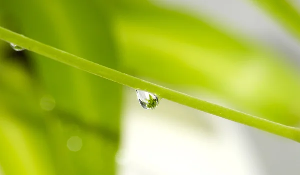 Green background with drop of dew — Stock Photo, Image