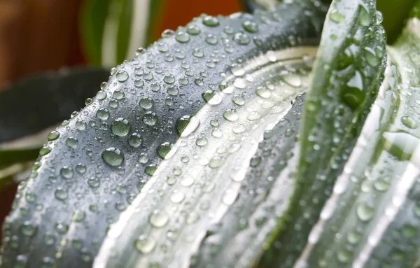 Краплі дощу на зеленому пальмовому листі — стокове фото