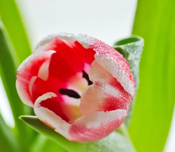 Bouton de tulipe déroulant avec rosée — Photo