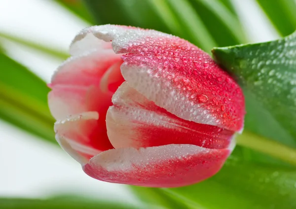 Tulipa de botão de rosa em gotas de orvalho — Fotografia de Stock