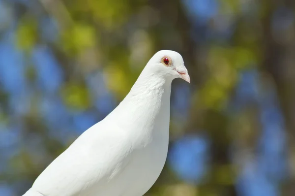 Schöne weiße Taube Nahaufnahme — Stockfoto