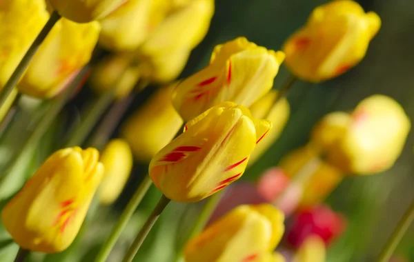 Fleurs tulipes dans un jardin de printemps — Photo