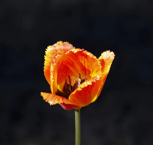 Gros plan de la tulipe rouge feu — Photo