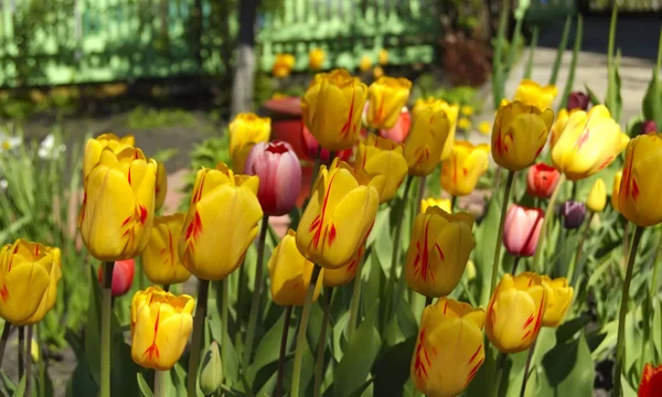 Bourgeons de tulipes dans un jardin — Photo