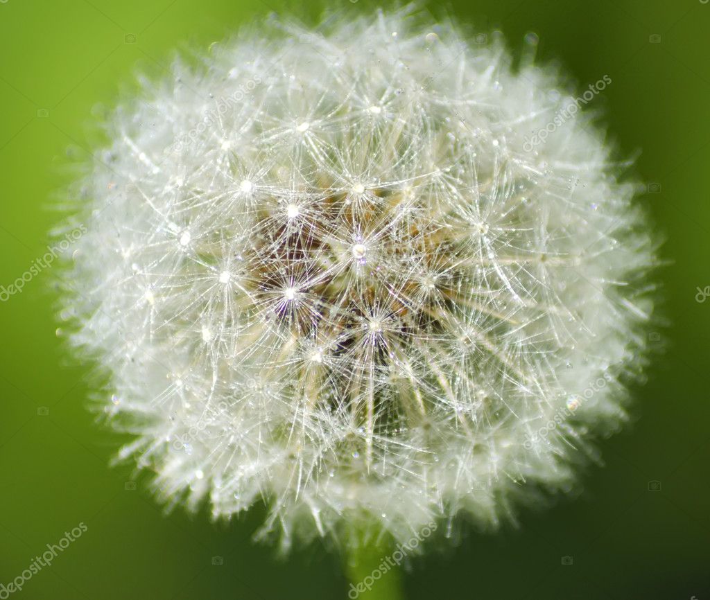 Pissenlit En Gouttes De Rosee Macro Image Libre De Droit Par Feanaro C Pissenlit En Gouttes De Rosee Macro Image Libre De Droit Par Feanaro C