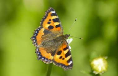 yaz çayır üzerinde güzel kelebek