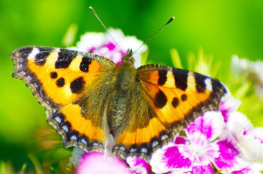 Kadife çiçeği çiçek yakın çekim güzel kelebeği