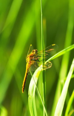 yusufçuk çimen sapı üzerinde