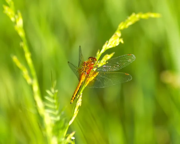 Libélula bonita na grama verde — Fotografia de Stock