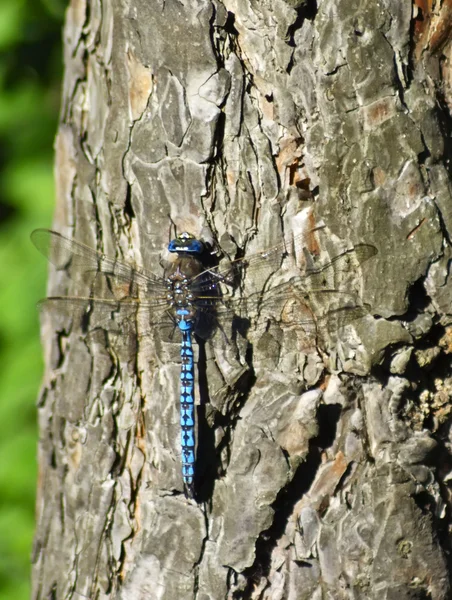 Blue Dasher em pinho — Fotografia de Stock