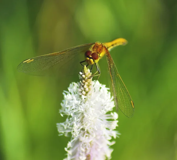 Libélula em flor branca close-up — Fotografia de Stock