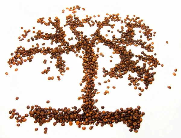 Coffee tree beans — Stock Photo, Image