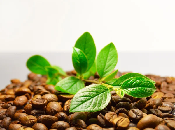 커피 원두와 녹색 지점 — 스톡 사진