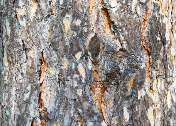 Natural background pine bark — Stock Photo, Image
