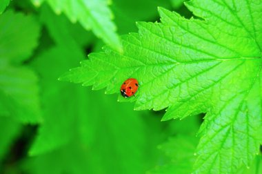 Frenk üzümü yaprak böceği