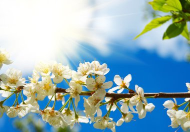 elma ağacı dalı güneşli