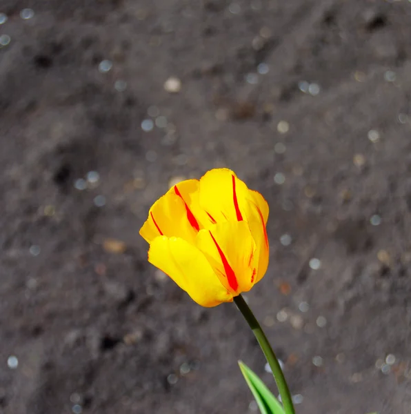 Bourgeon de tulipe dans le jardin de printemps — Photo