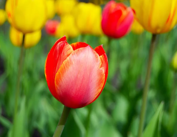 Tulipes rouges et jaunes dans les bourgeons de printemps — Photo