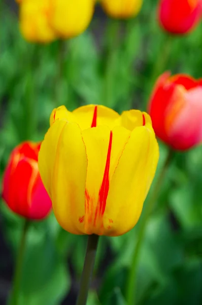 Buds of tulips in spring garden — Stock Photo, Image