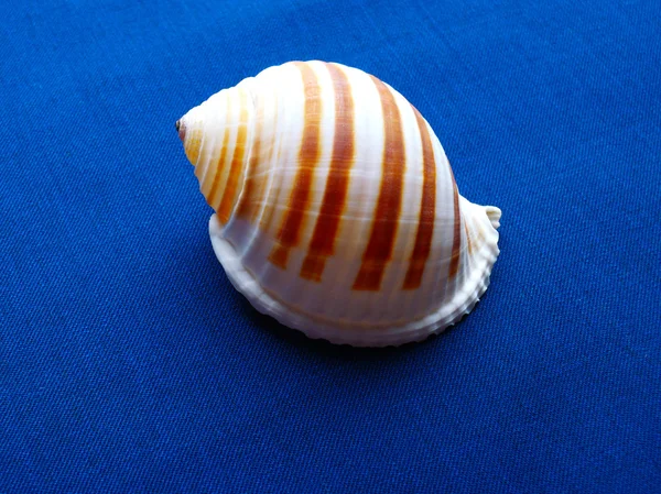 Beautiful sea shell on a velvet cloth — Stock Photo, Image