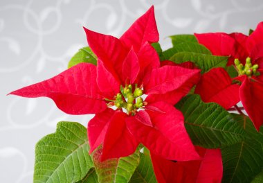 Atatürk çiçeği - Noel yıldız çiçek