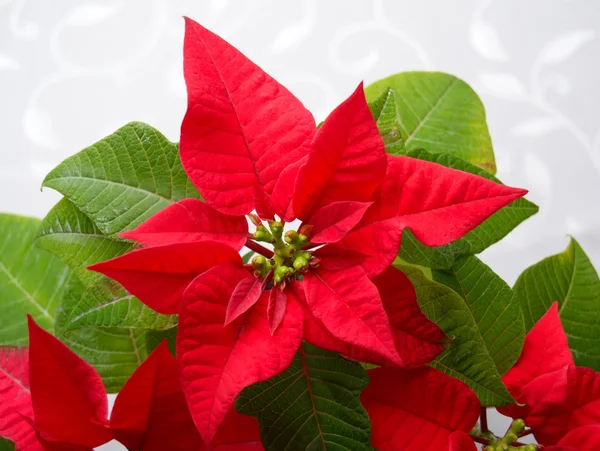 Poinsettia de flores - símbolo de Natal — Fotografia de Stock