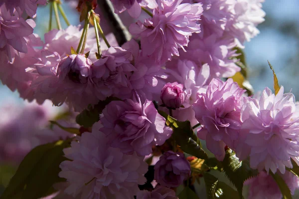 Wisne renkli çiçekler — Stok fotoğraf