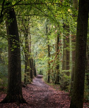 decaying wood as well as old trees create a unique atmosphere and clean air in the forest