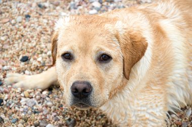 Labrador köpek düz bakışla