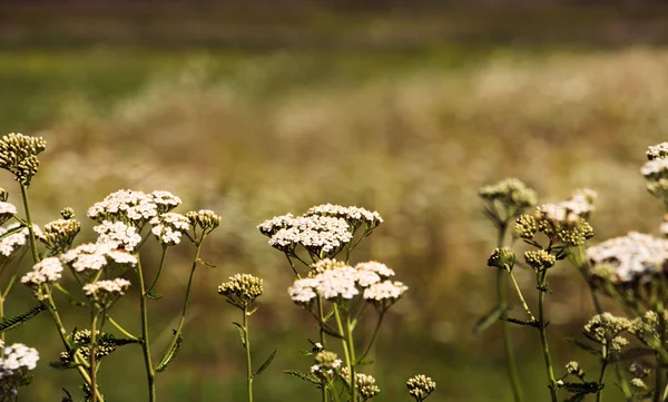 Weiße Feldblumen — Stockfoto