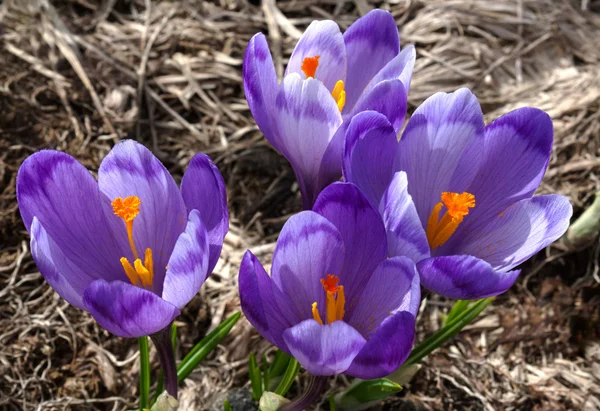Fyra iris crocus blommor — Stockfoto