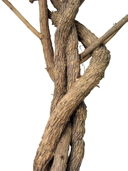 Ağaç