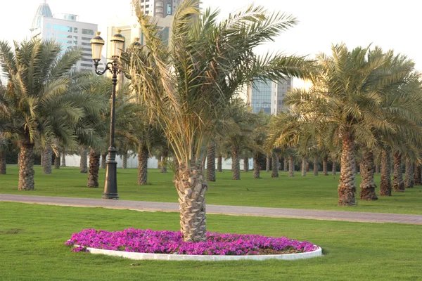 Garten in uae — Stockfoto