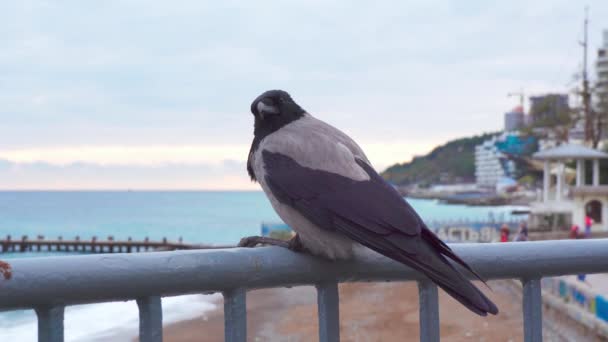 黒海を背景に橋の手すりにカラスが座っている — ストック動画