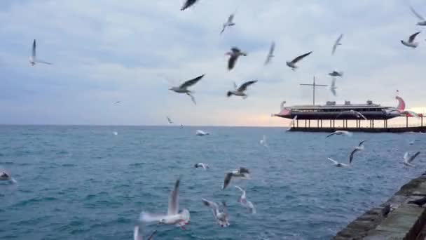 Molti gabbiani sorvolano l'acqua contro il ristorante sullo sfondo. Anatre sull'acqua — Video Stock