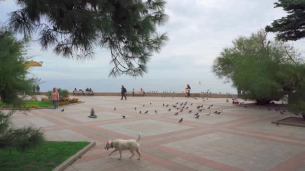 YALTA, RÚSSIA - NOVEMBRO 18, 2020: Cão brincando com pombos no parque — Vídeo de Stock