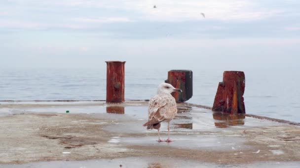 En mås på den gamla piren rengör sina vingar och vilar och tittar ut över havet. — Stockvideo