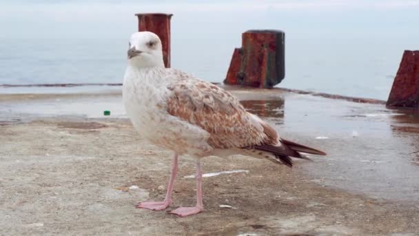 Egy sirály a régi mólón tisztítja a szárnyait és pihen. Tengeri madár — Stock videók