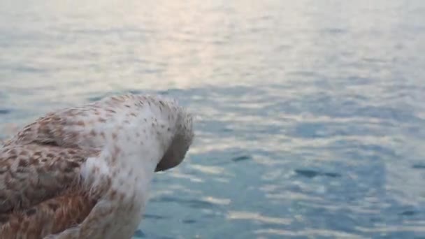 Una gaviota en el viejo muelle está limpiando sus alas y descansando. Cámara de primer plano — Vídeo de stock