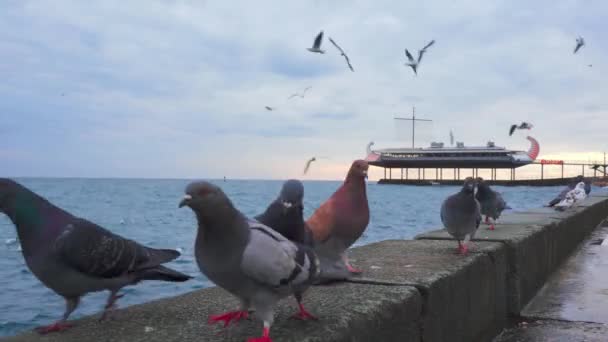 许多鸽子在海滨吃东西.海鸥在黑海上飞翔 — 图库视频影像