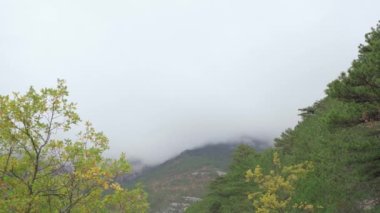 Sonbaharda sisli dağlarda ağaçlar büyür. Bulutlu gökyüzü
