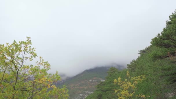 秋天，山上的树在雾中生长。多云的天空 — 图库视频影像